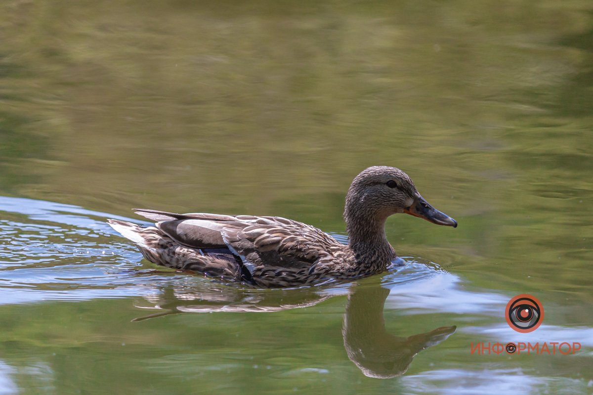 Природа ближе