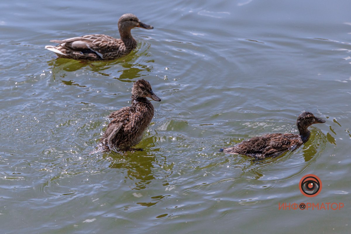 Красавчики