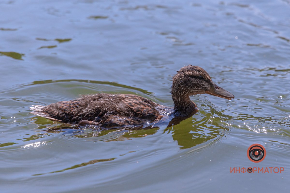 Время водных процедур