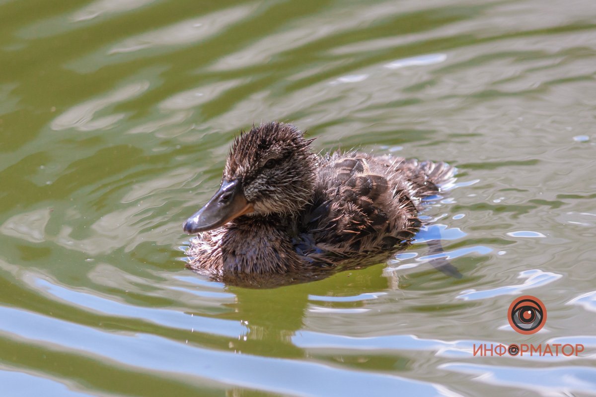 Передает вам привет
