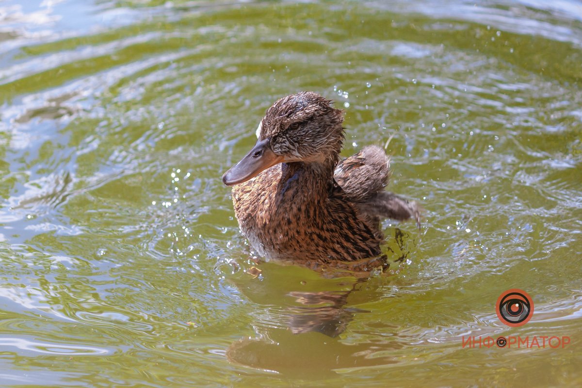 Больше фото классных уток