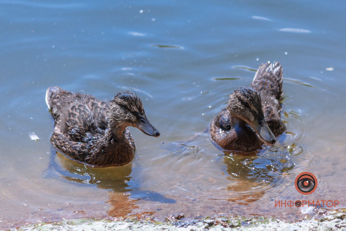 Приходите знакомиться