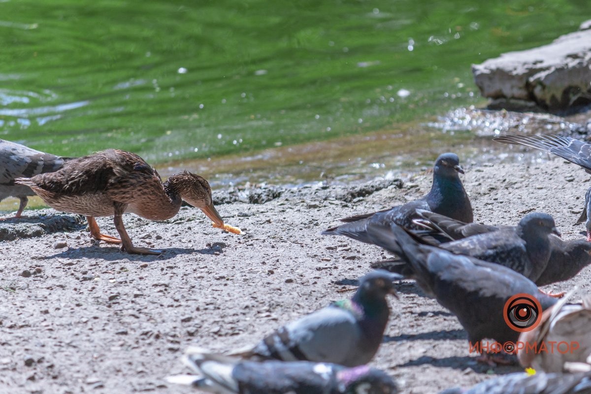 Украл у голубей