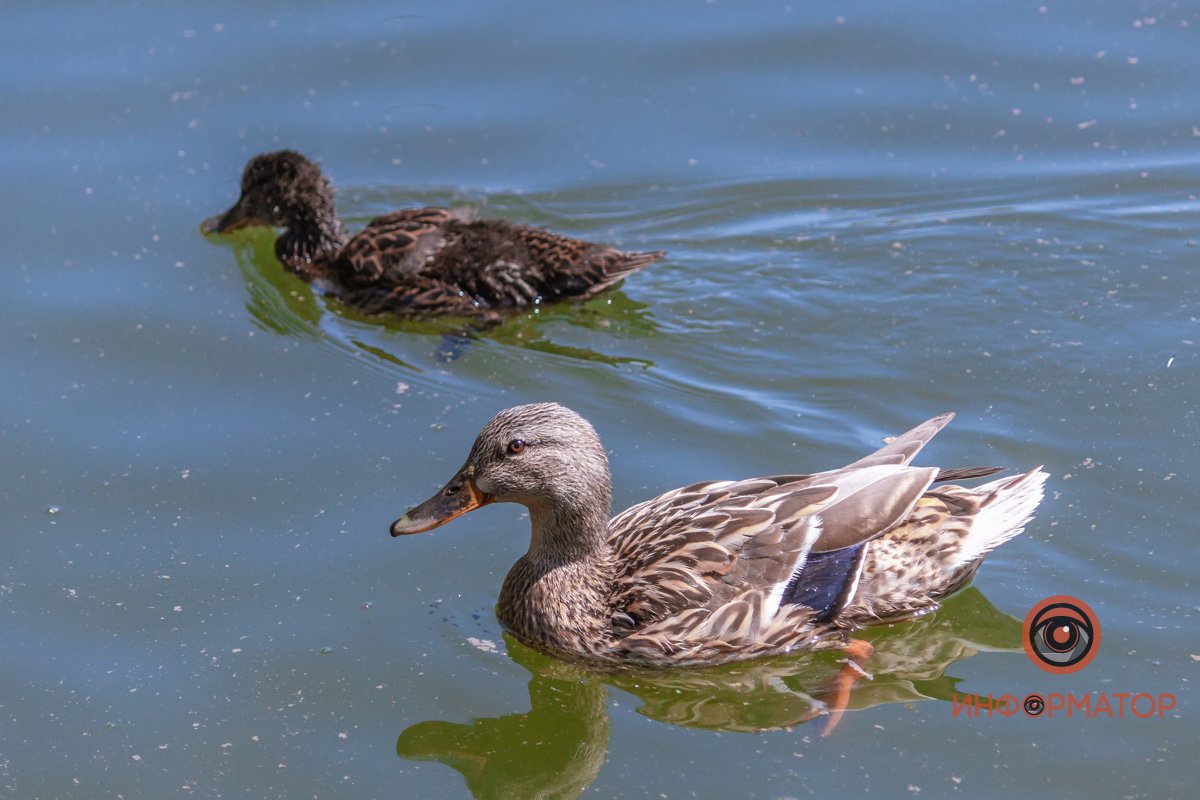 Наблюдаем за птицами
