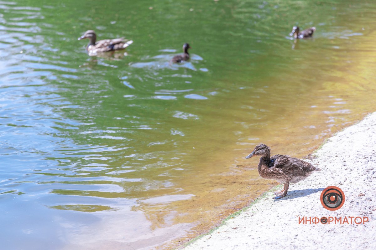 Осматривает владения