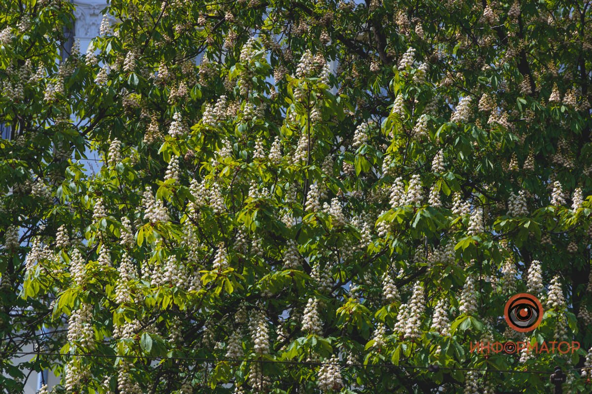 Тысячи свечей Тысячи свечей