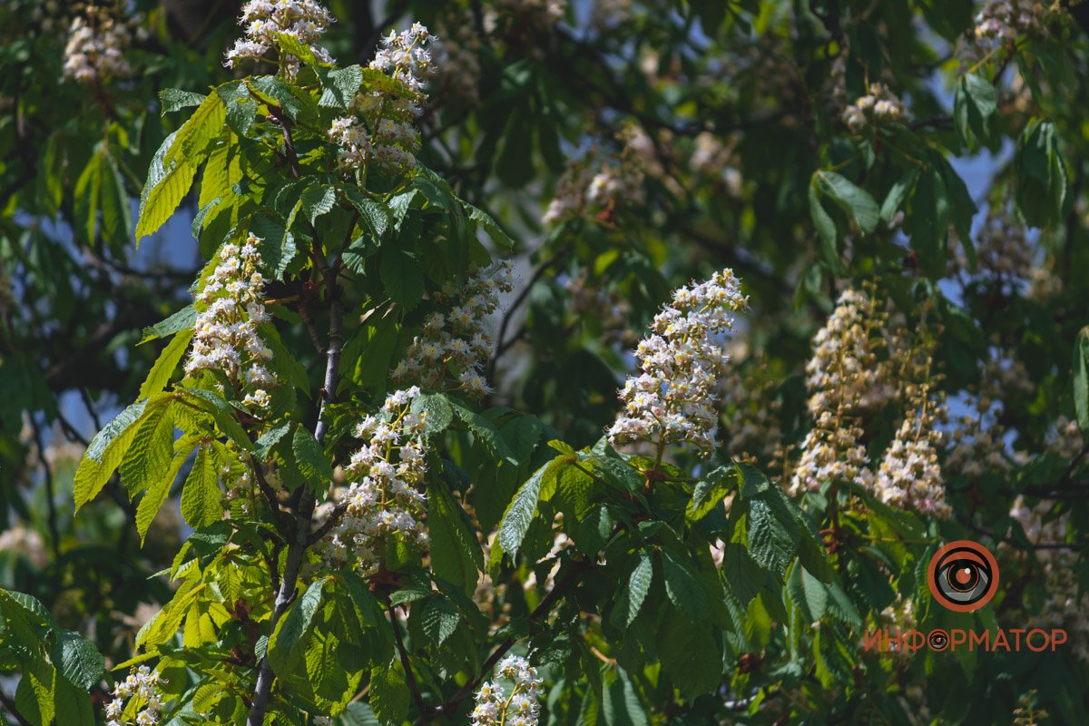 Зацвели каштаны над Днепром Зацвели каштаны над Днепром