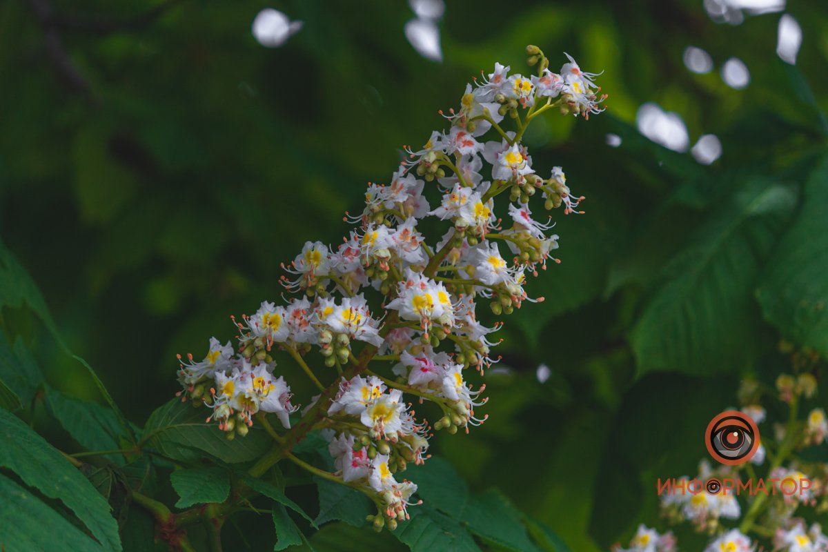 Тысячи цветов Тысячи цветов