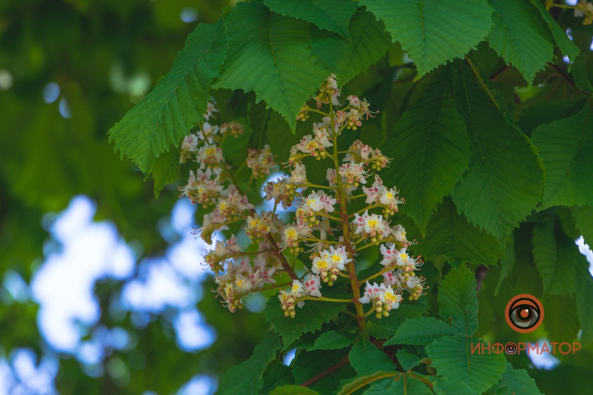 Скоро появятся каштаны Скоро появятся каштаны