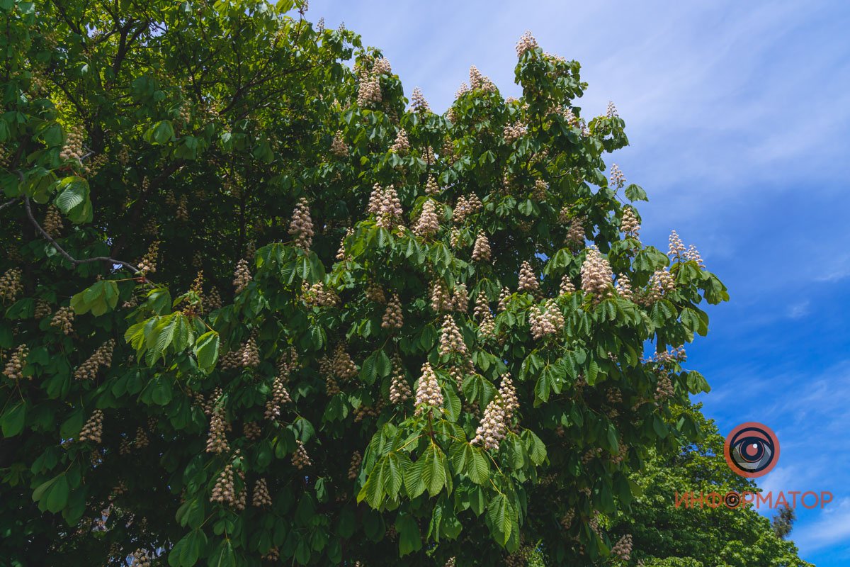 Маленькие елочки Маленькие елочки