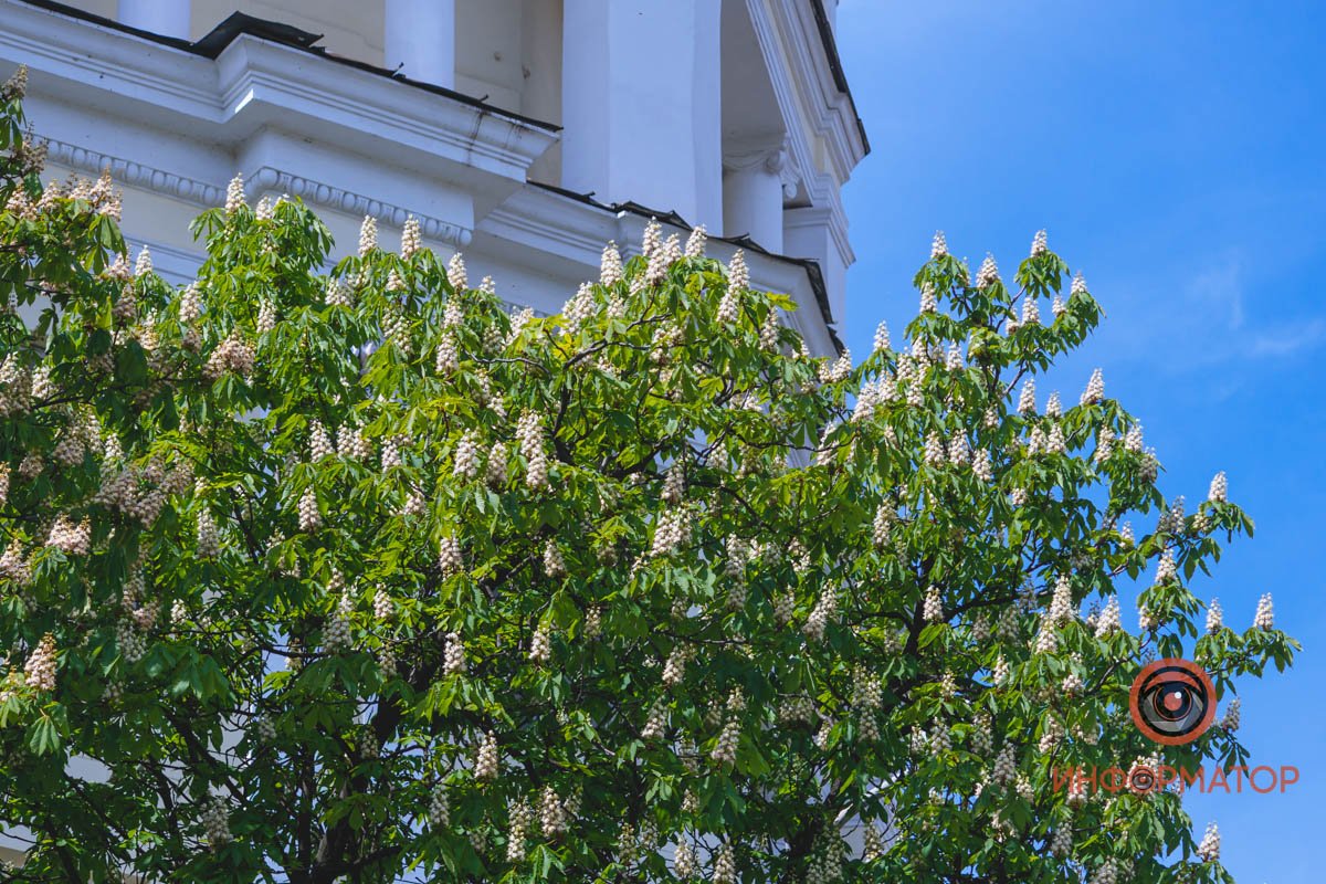 Белым-бело Белым-бело