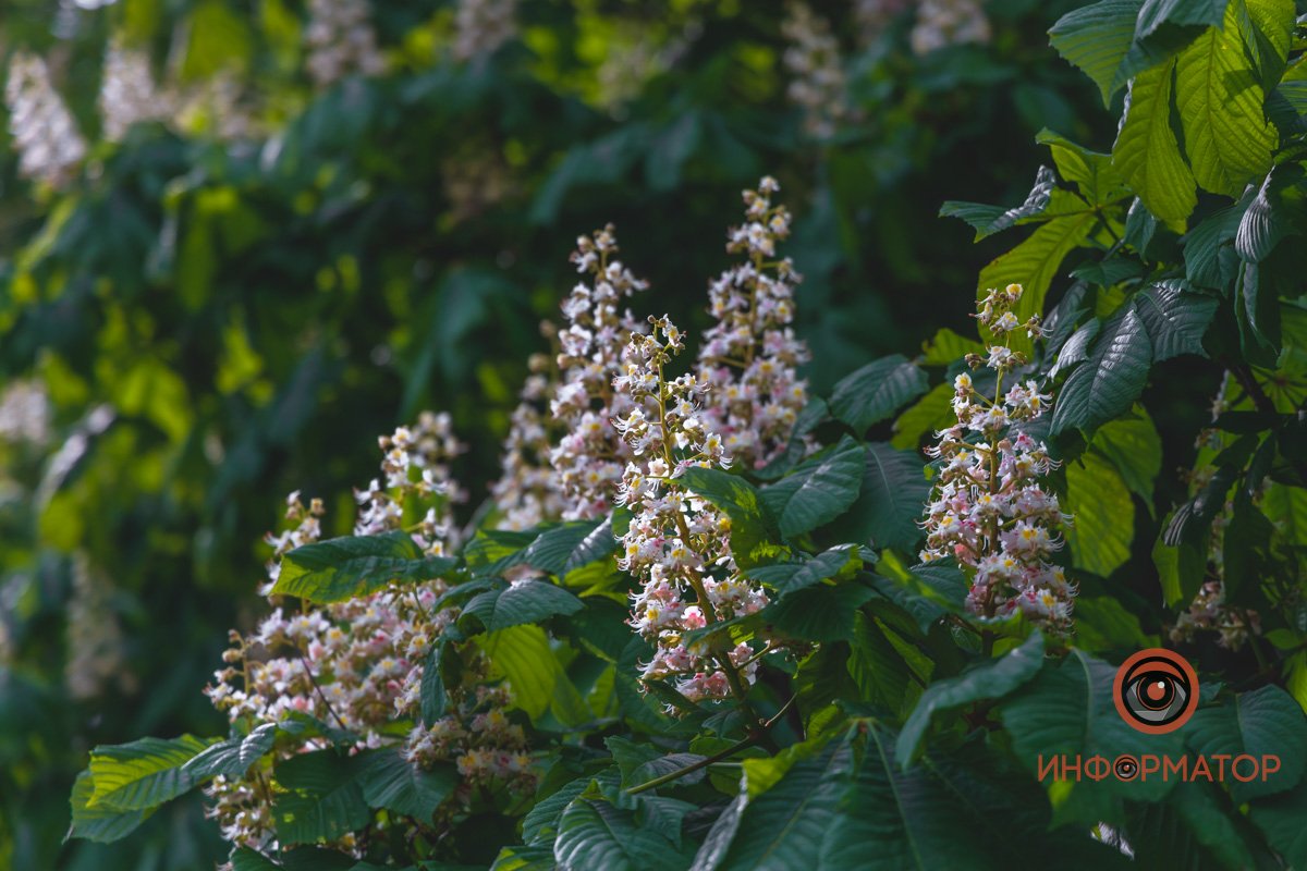 Приятные воспоминания Приятные воспоминания