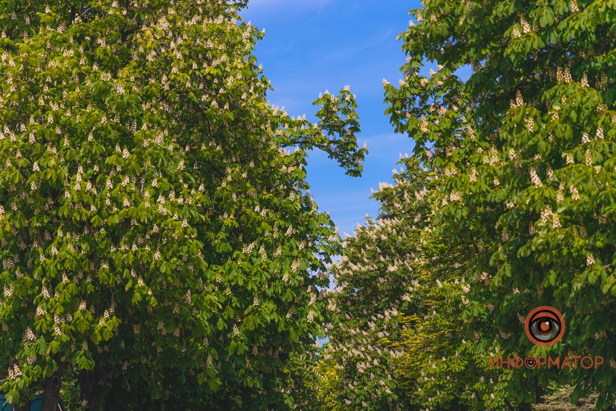 Сад доброжелательных Сад доброжелательных