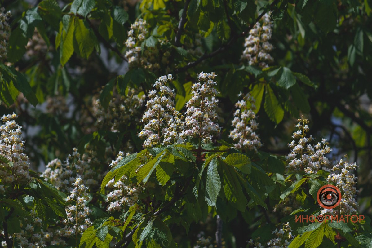 Любопытные Любопытные