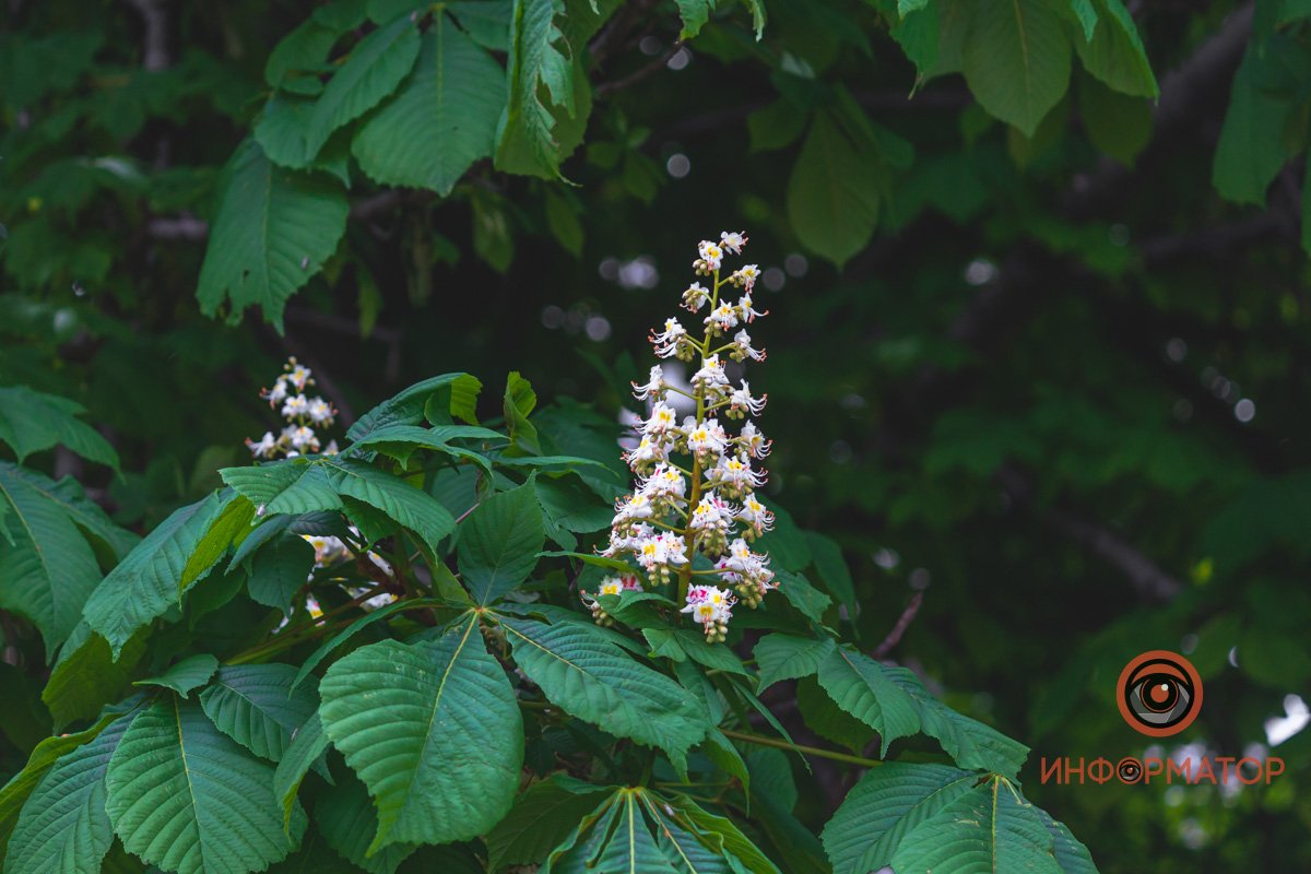 Пышные реснички Пышные реснички