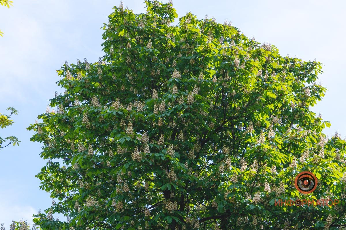 Тысячи колокольчиков Тысячи колокольчиков