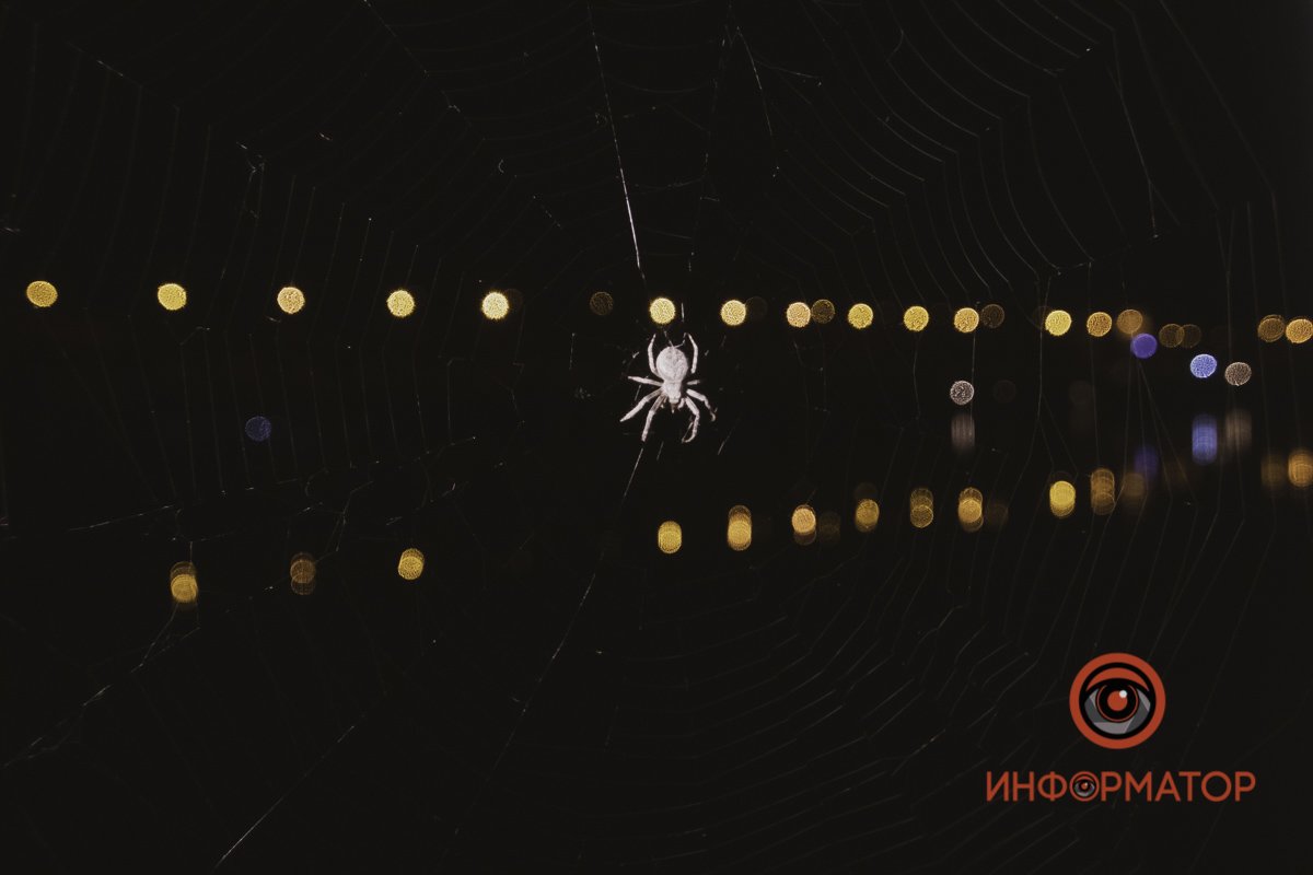 Затаился паучок