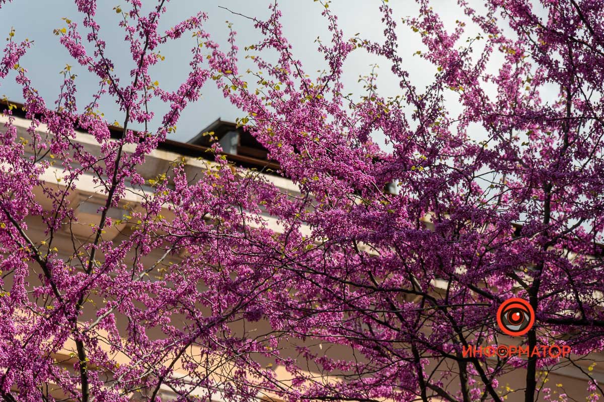 Яркие пурпурные цветы