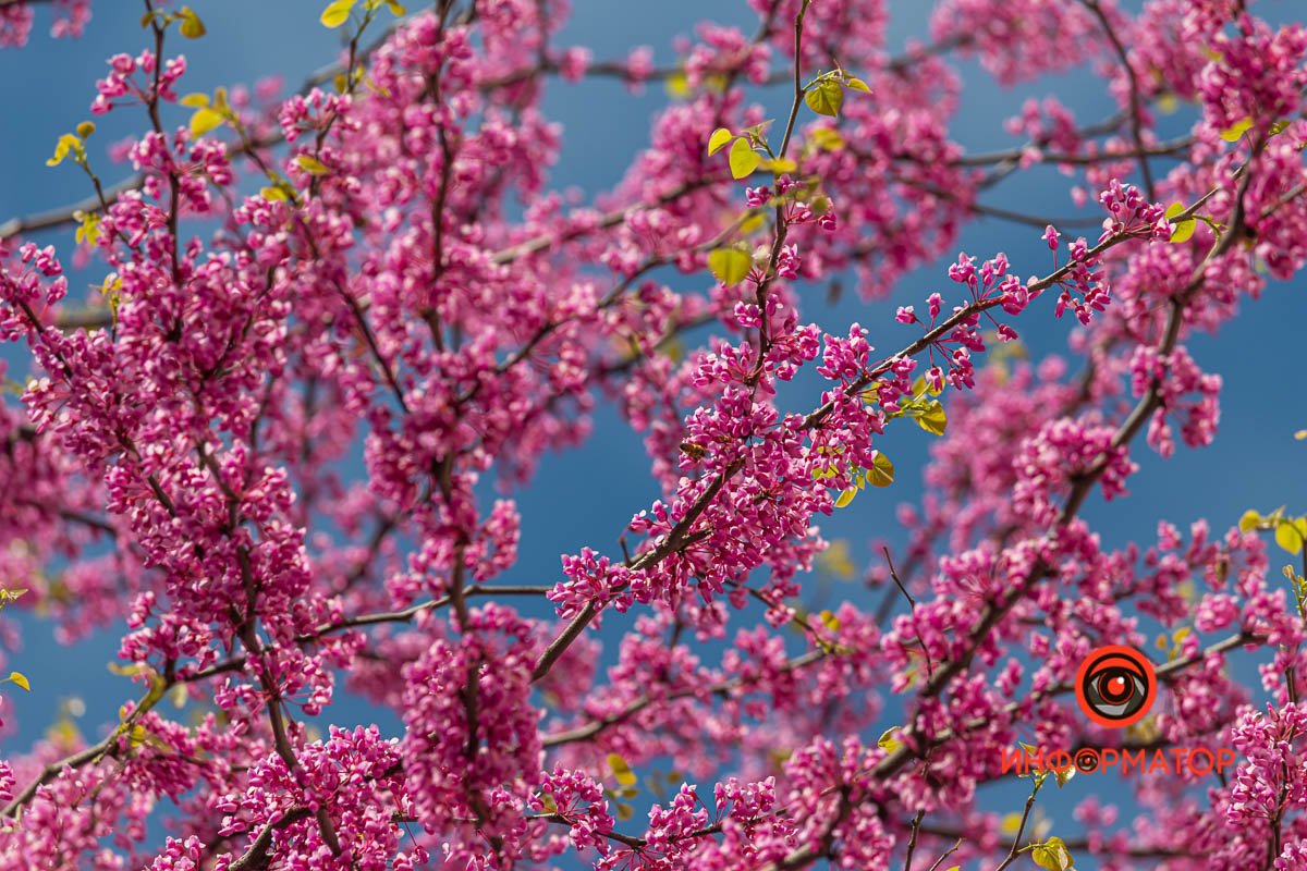 В Днепре зацвело Иудино дерево