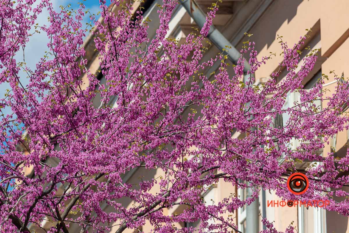 Такая красота расцвела на проспекте Поля