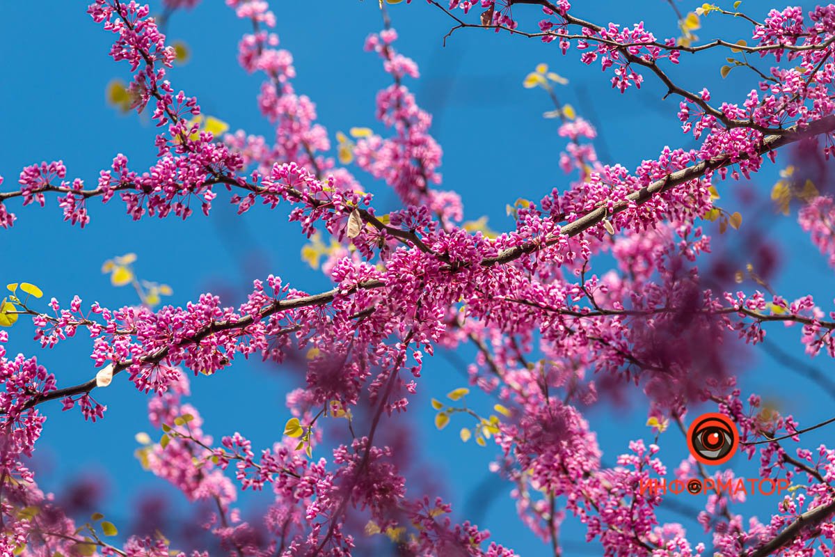 Нежные цветы