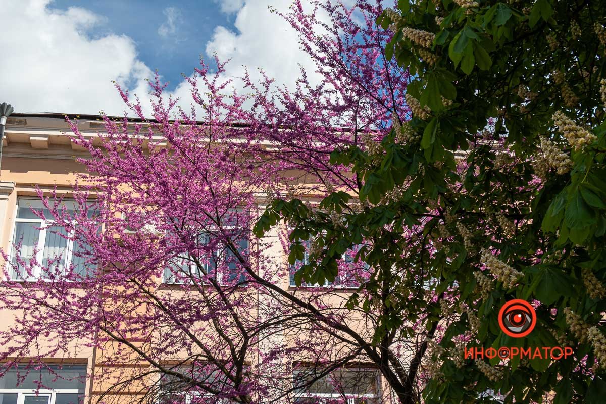 Весна делает Днепр ярче