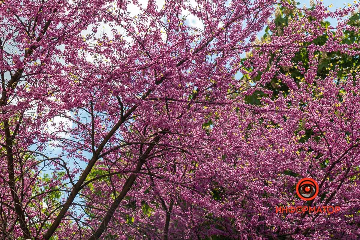 Цветки этого растения не имеют запаха