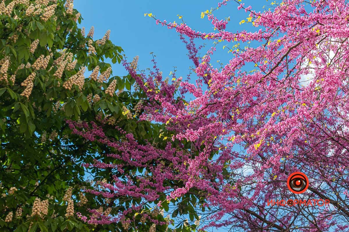 Рядом с цветущими каштанами