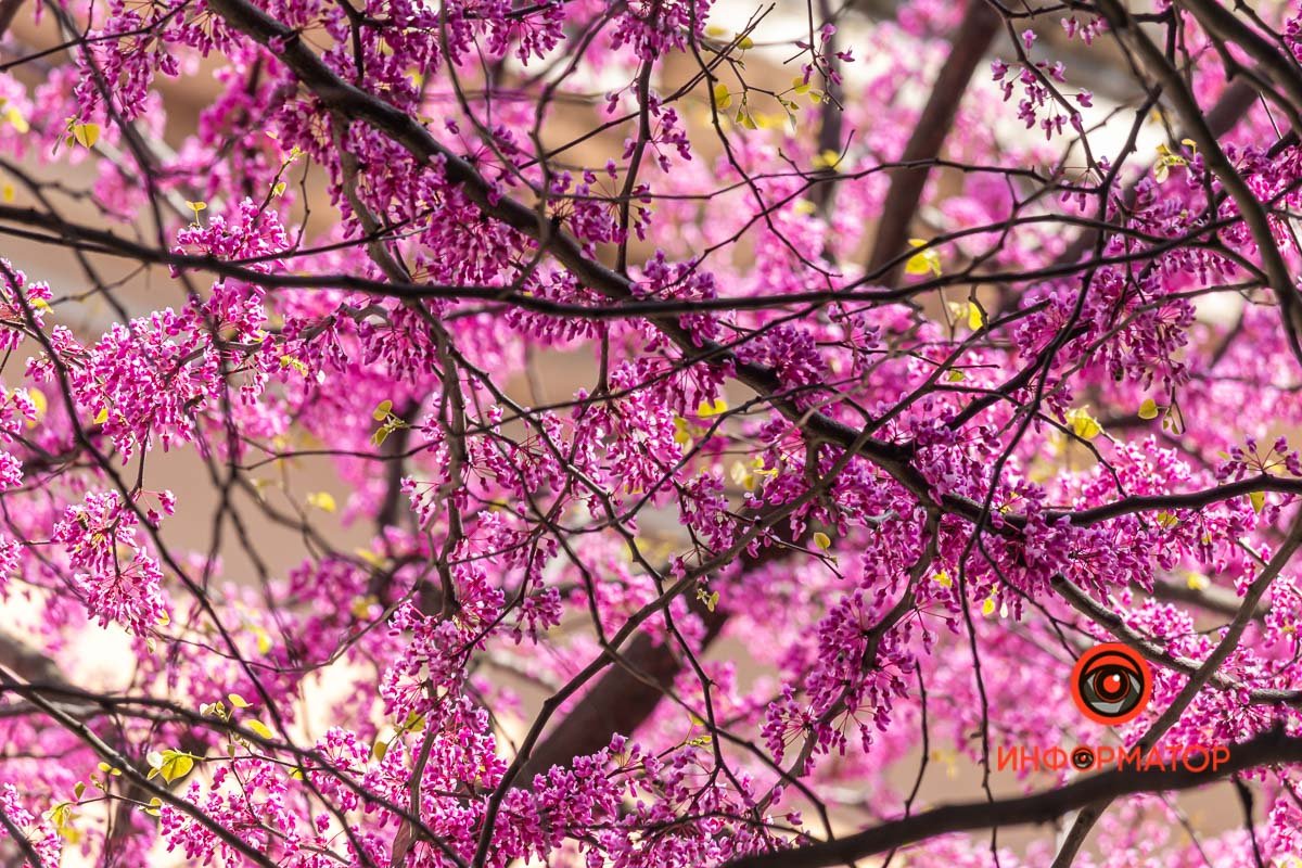 Цвет "Фуксия" озарил все вокруг