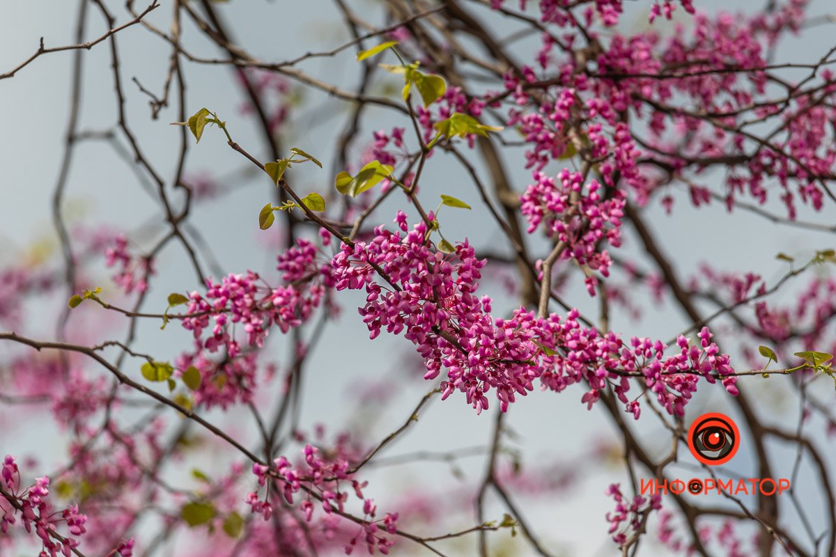 Это растение очень любят пчелы