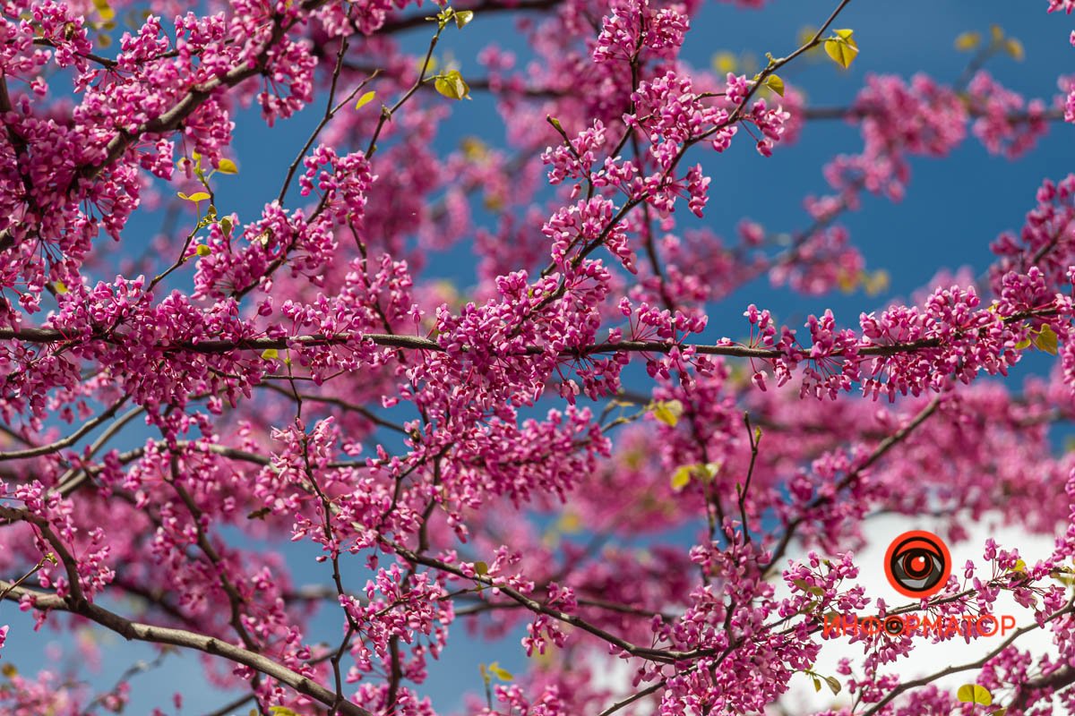 Яркость весны в Днепре на одном фото