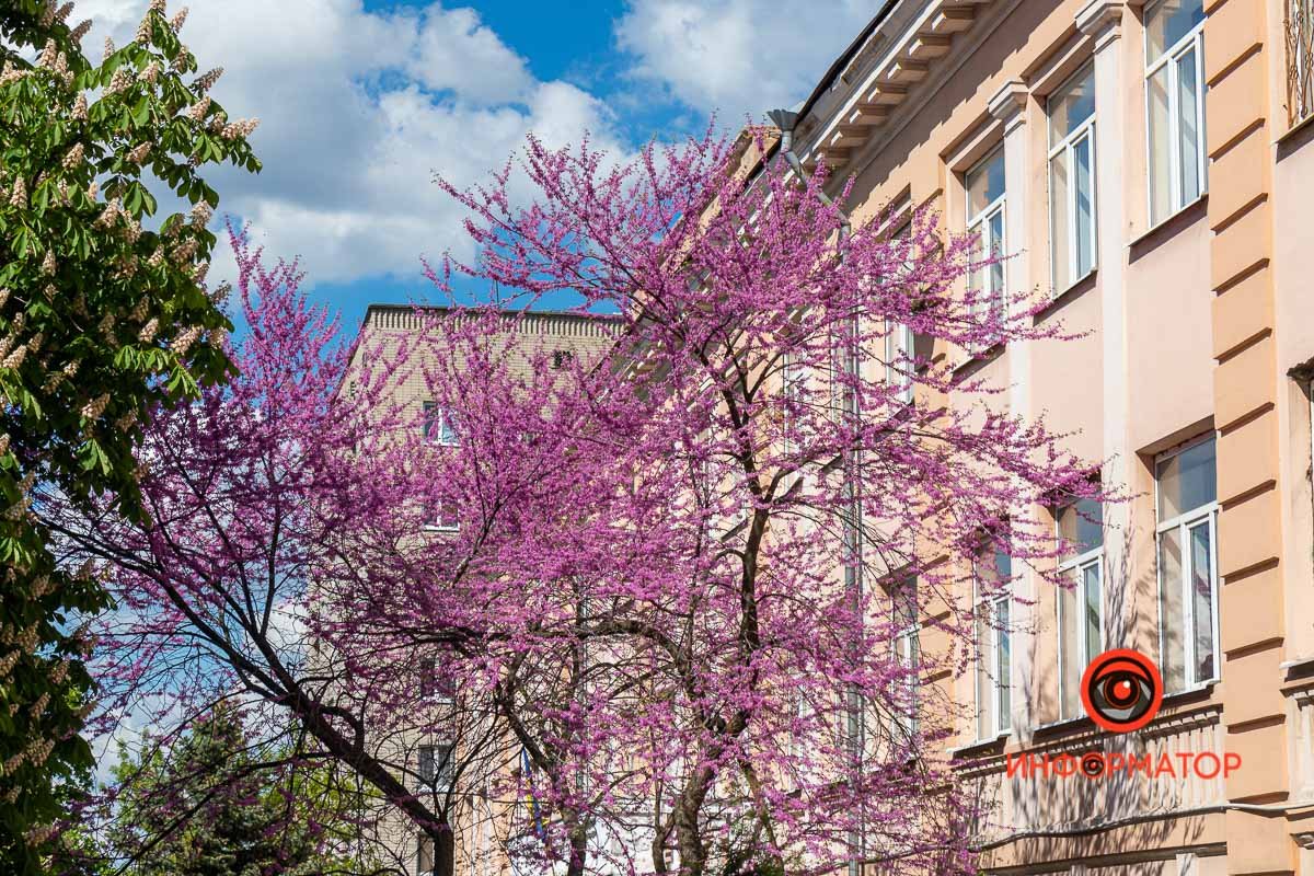 Невероятные цветки возле педагогического колледжа