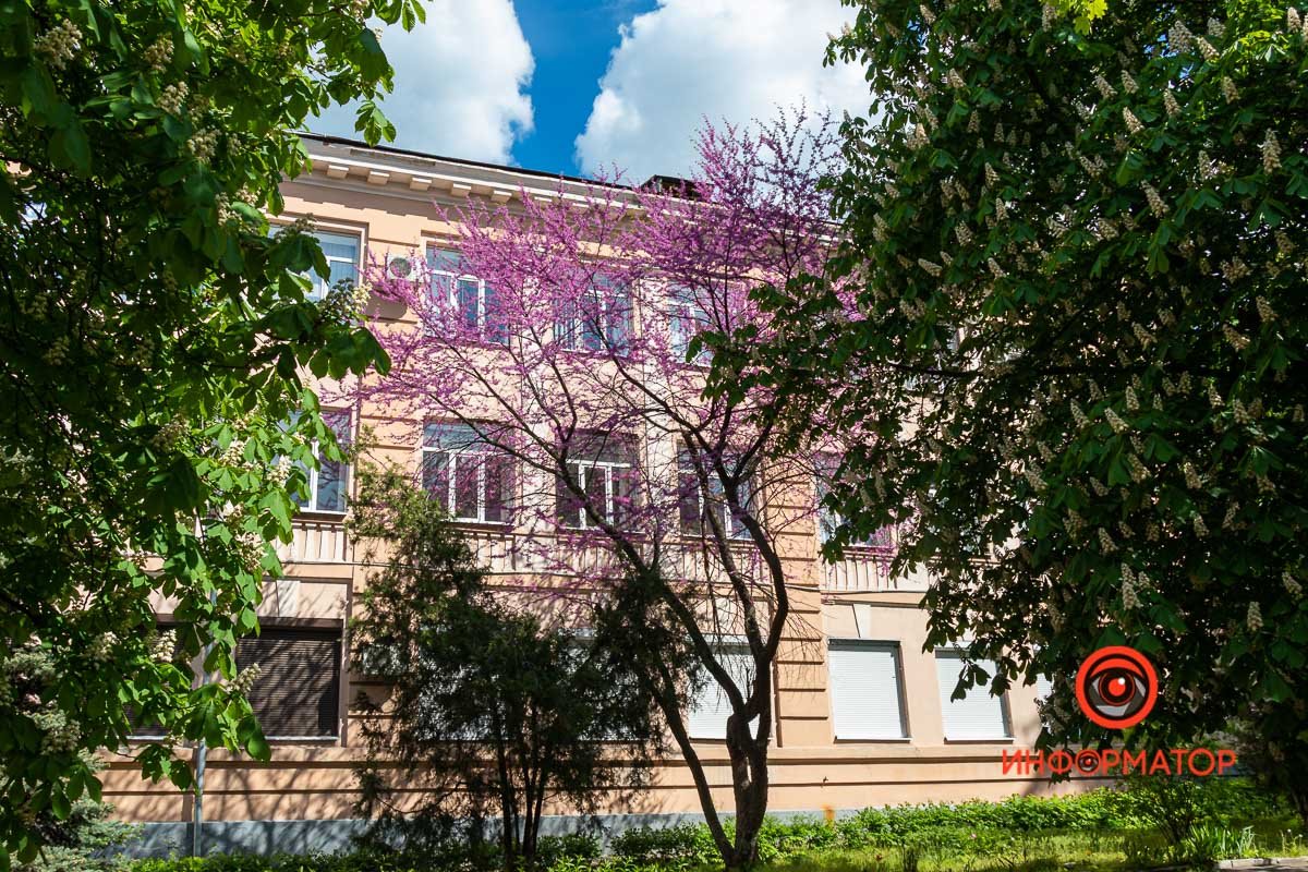 Прохожие обращают внимание на это дерево