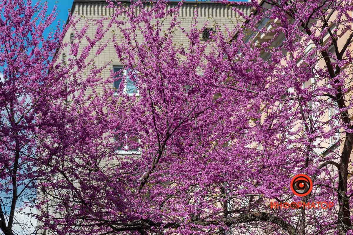 Цветет дерева в конце апреля - начале мая