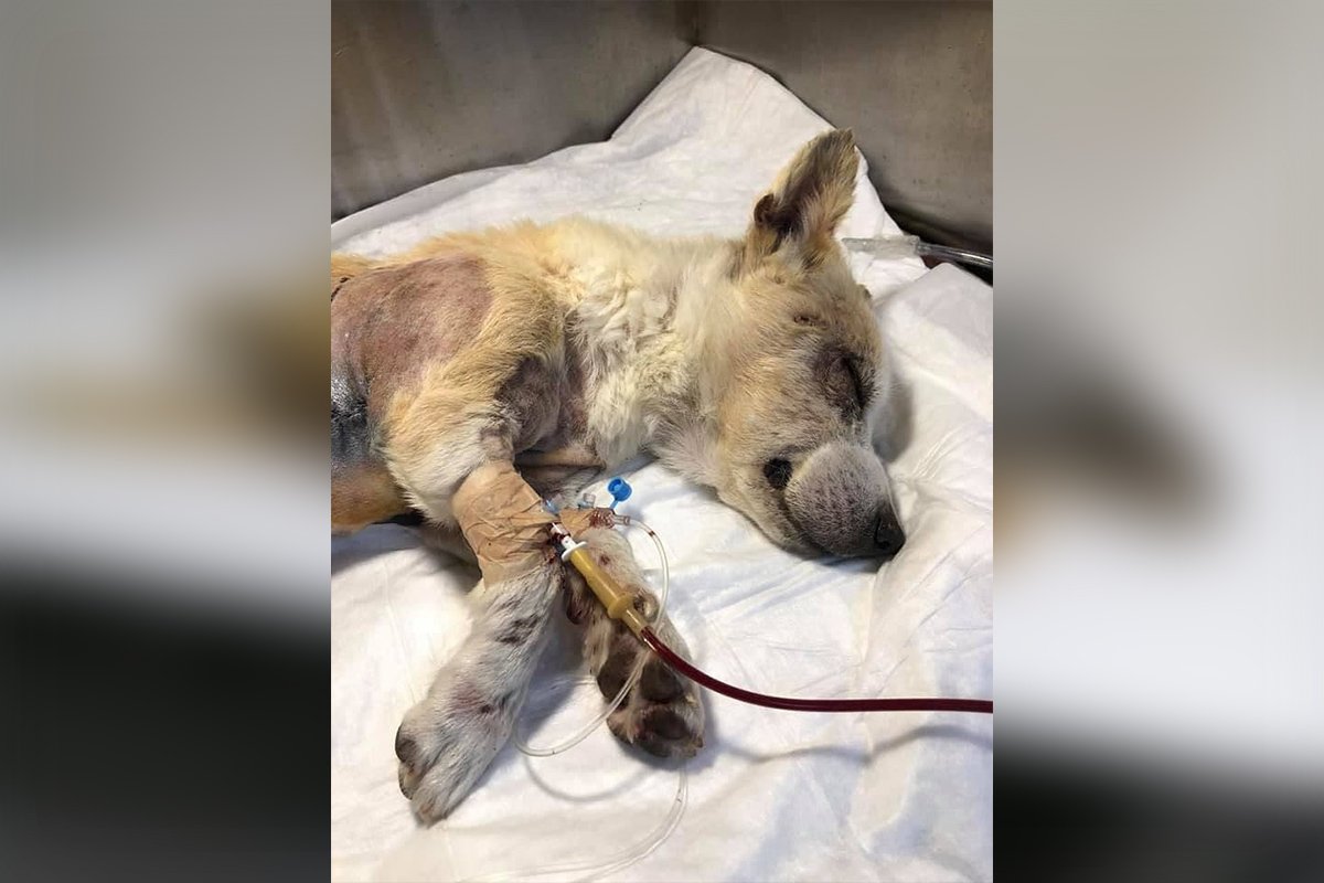 Злата в тяжелом состоянии Злата в тяжелом состоянии