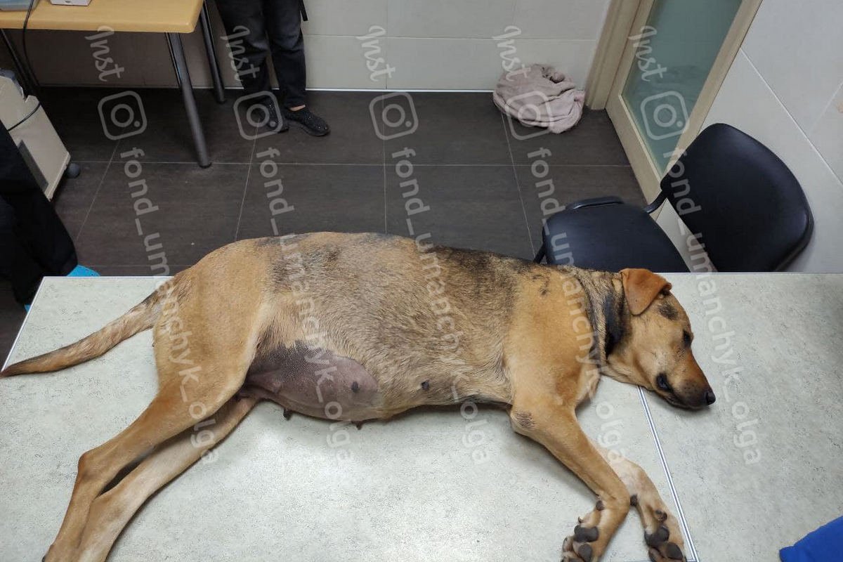 Не отказывайтесь от стерилизации собаки Не отказывайтесь от стерилизации собаки