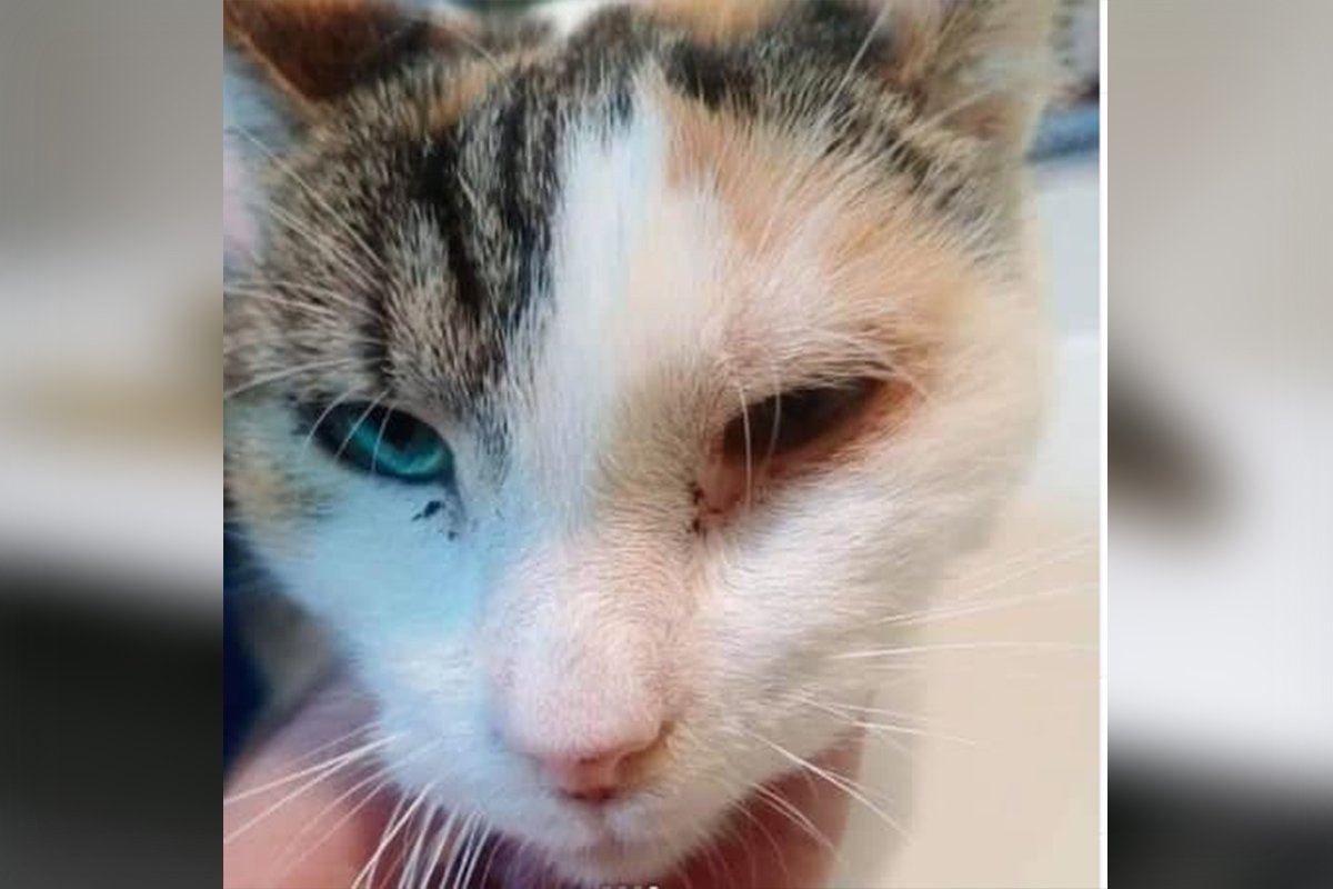 У кошки проблемы с почками У кошки проблемы с почками