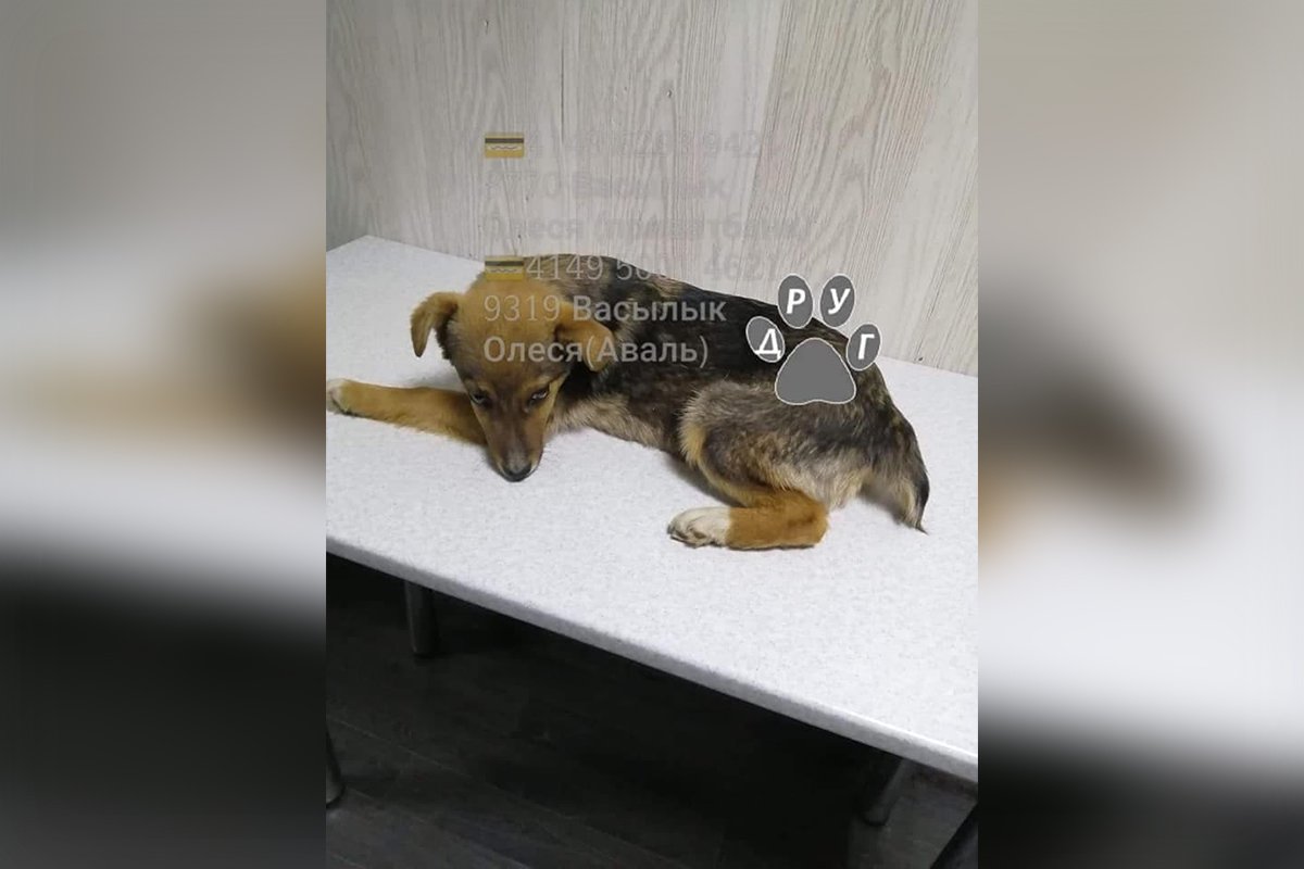 Выздоравливай, малыш! Выздоравливай, малыш!