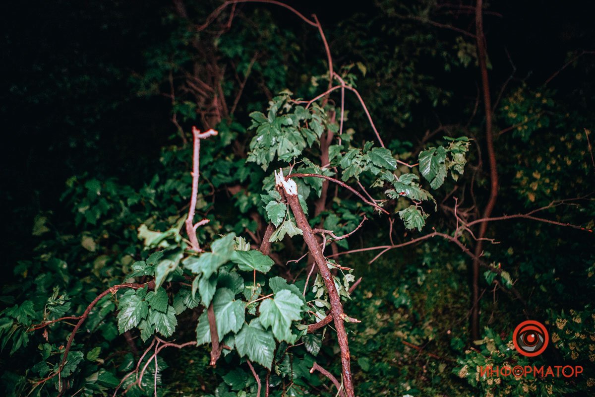 Renault снес верхушки деревьев Renault снес верхушки деревьев