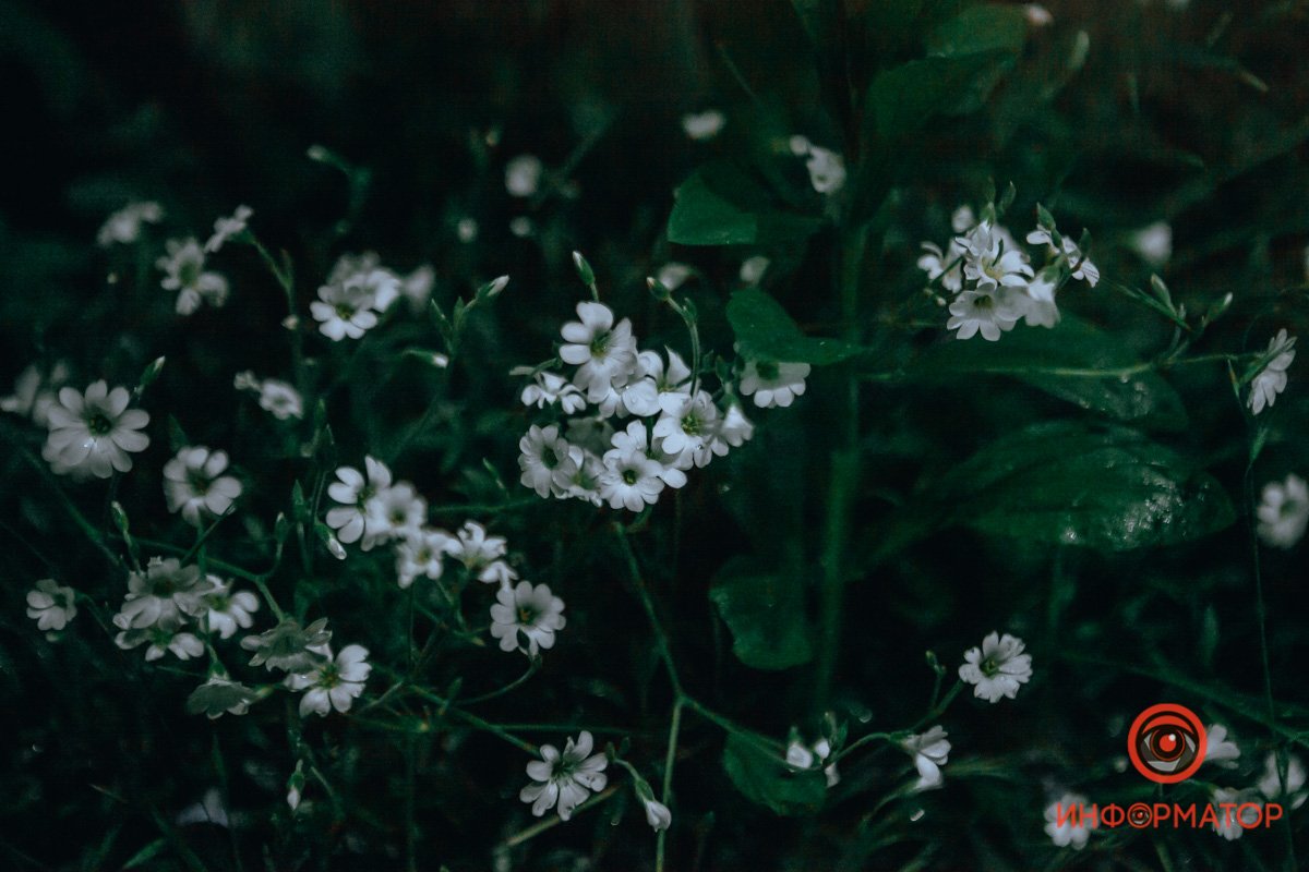 Весенние ночи