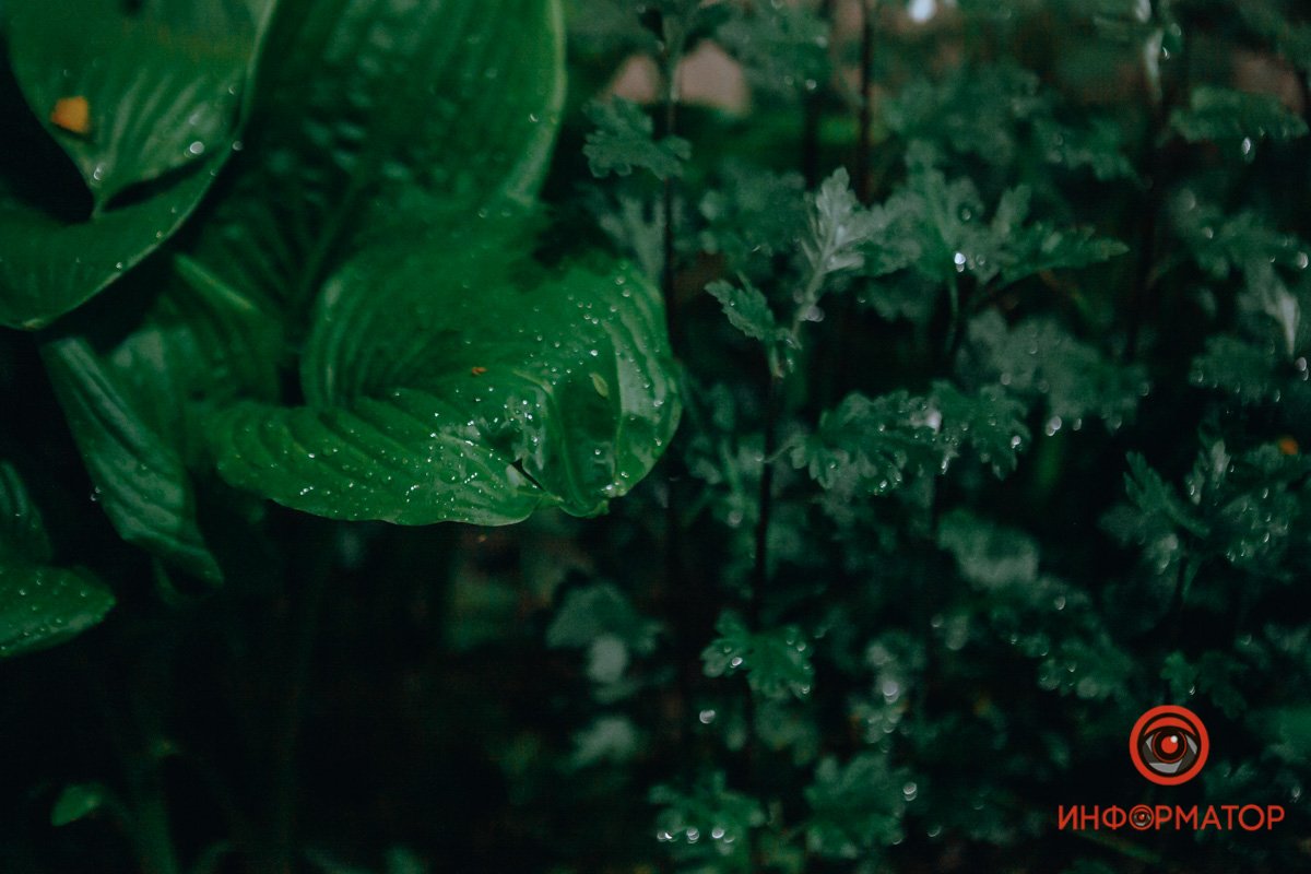 Капельки дождя