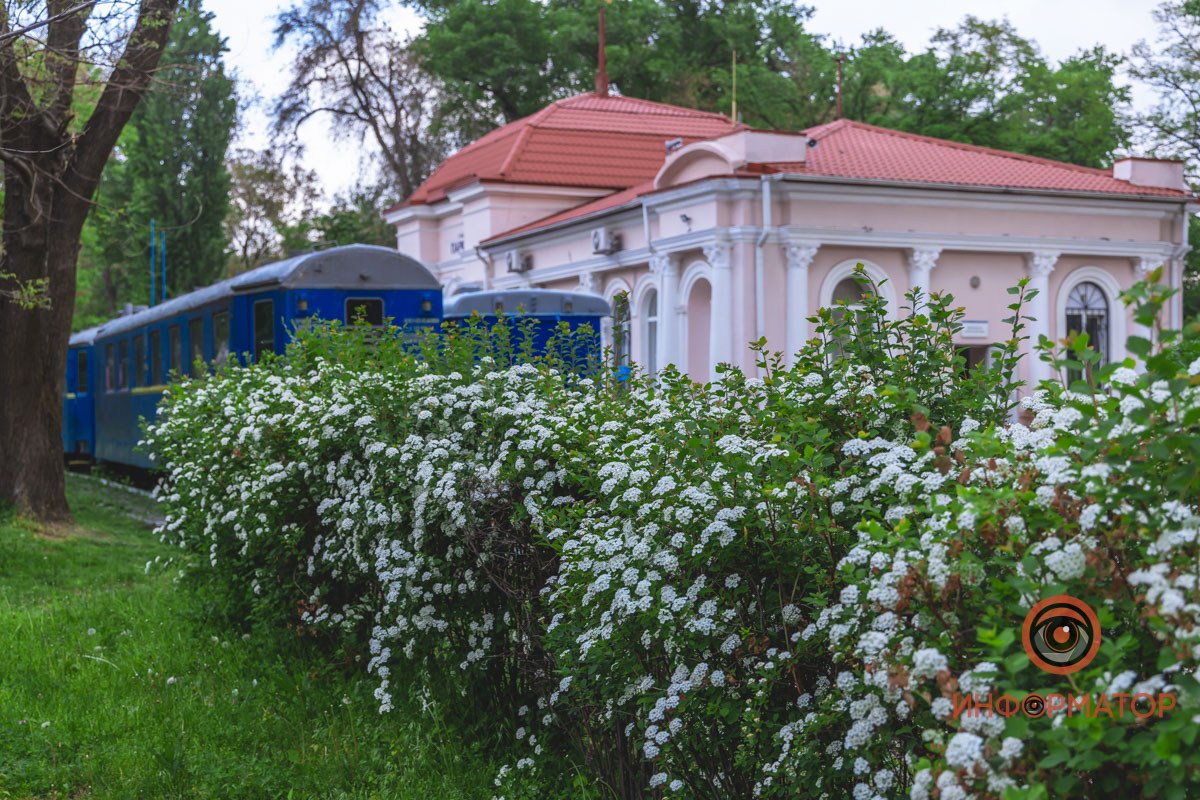 Поезд спрятался за кустами В Днепре расцвели кусты «невеста» 1
