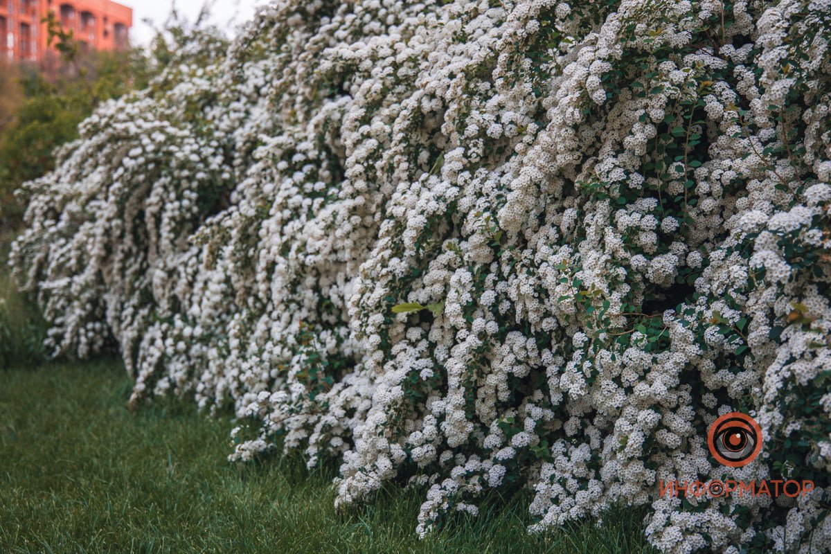 Пышные ветви В Днепре расцвели кусты «невеста» 2