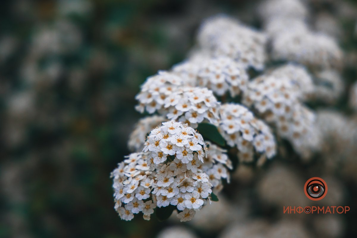 Красивые цветочки В Днепре расцвели кусты «невеста» 3