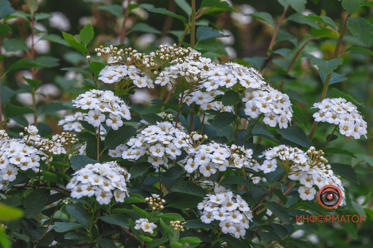 Корзинки В Днепре расцвели кусты «невеста» 4