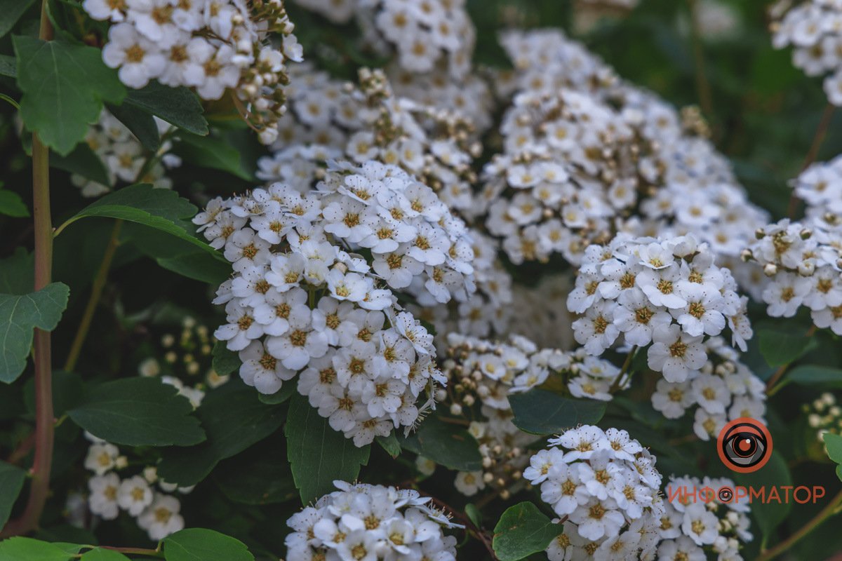 Красота В Днепре расцвели кусты «невеста» 5