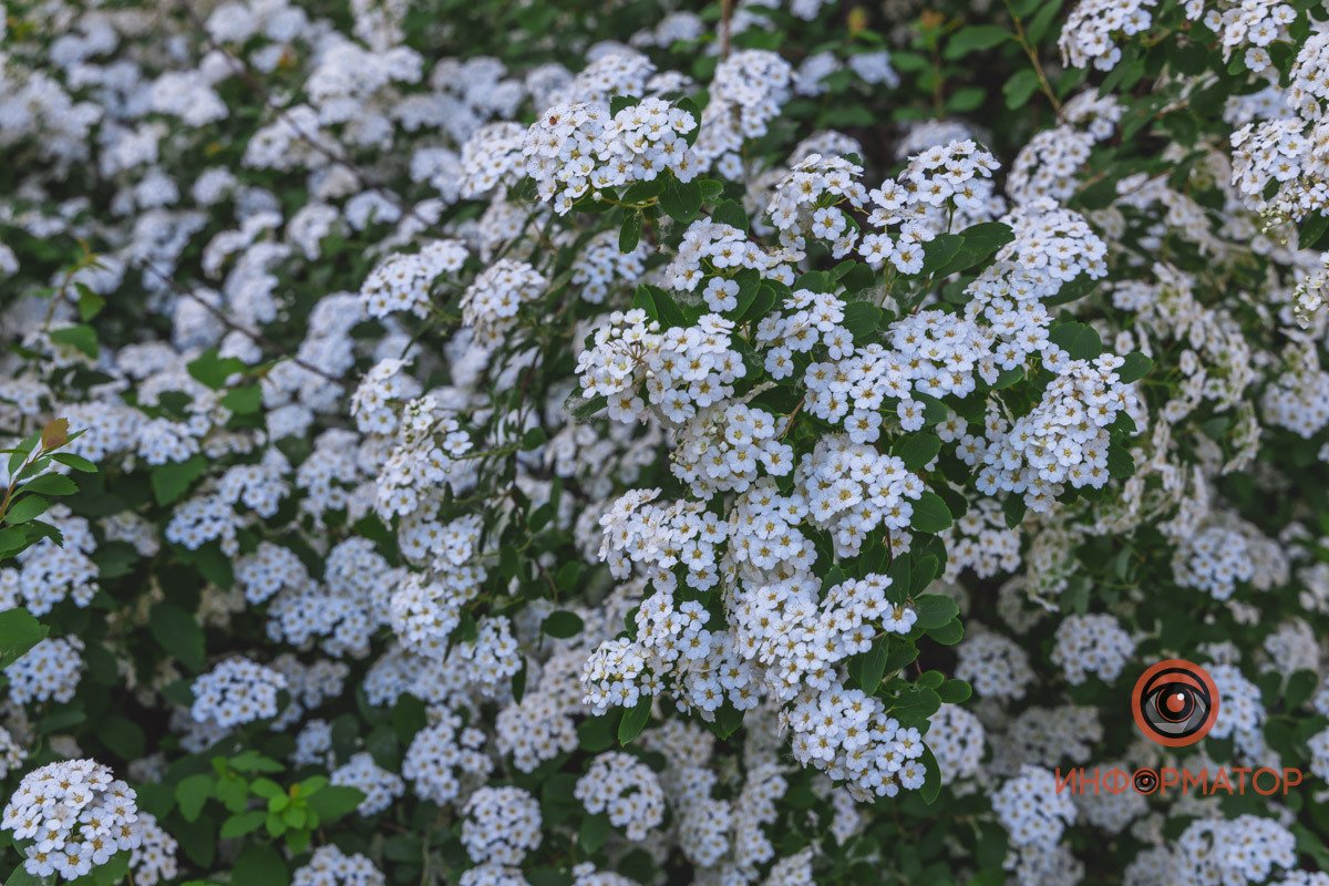 Спирея – очень красивый кустарник В Днепре расцвели кусты «невеста» 6