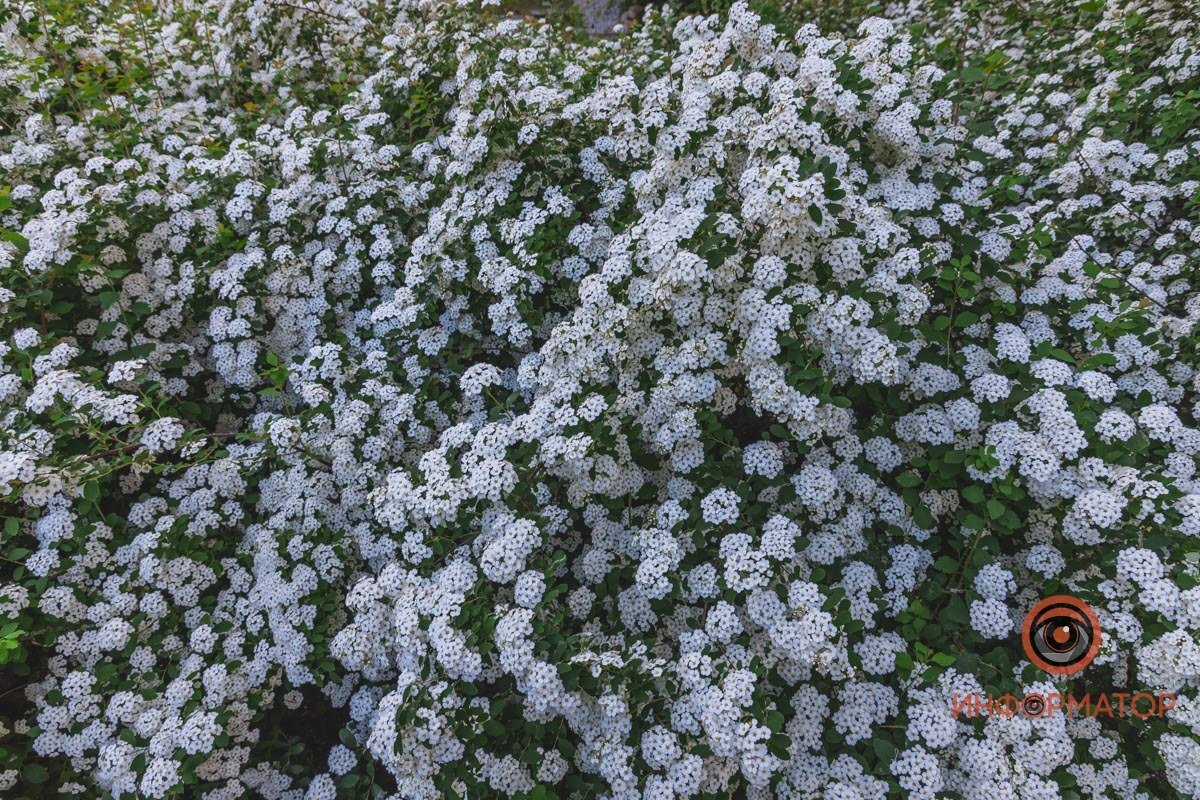 Корзинки маленьких цветов В Днепре расцвели кусты «невеста» 7