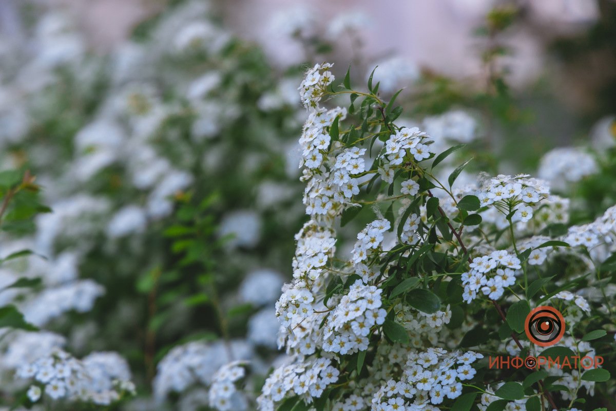 Такая красота В Днепре расцвели кусты «невеста» 8