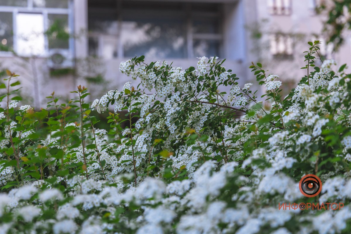 Под окнами домов  В Днепре расцвели кусты «невеста» 9